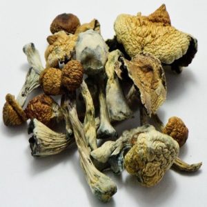 B + Paddenstoelen Kopen