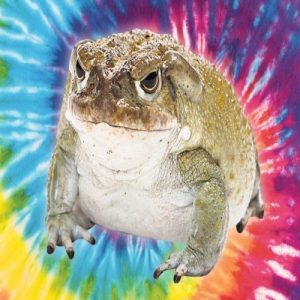 Bufo Bufo Toad Venom kopen